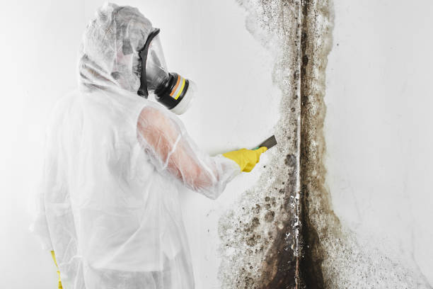 Best Health and Safety Mold Remediation in Bonner Springs, KS