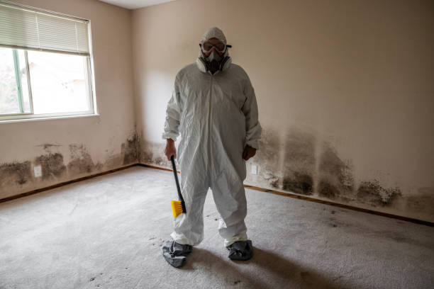 Best White Mold Remediation in Bonner Springs, KS